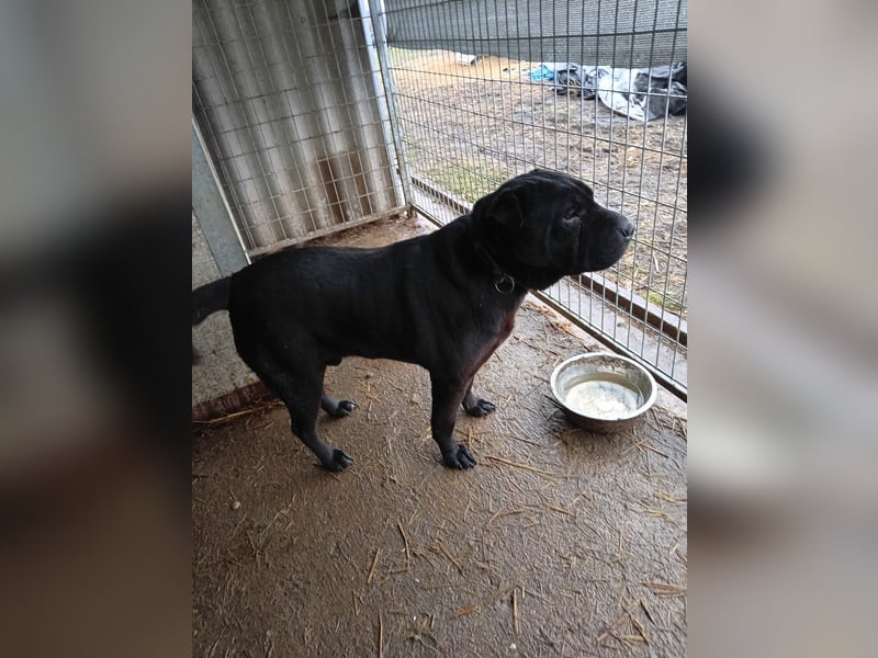 Padre-PP - besonderer Shar-Pei-Mischling sucht besondere Menschen