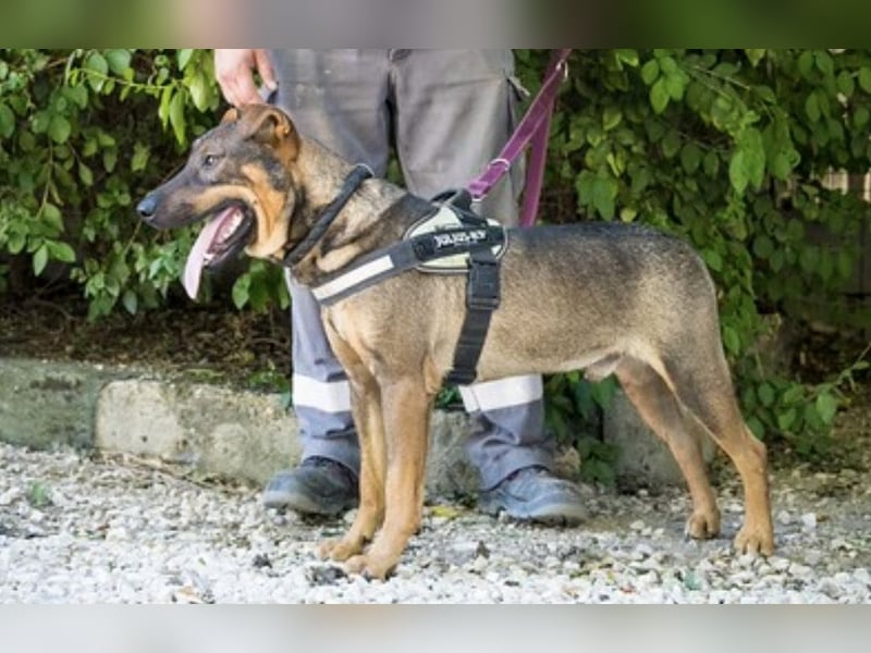 Bono KK – Junger Hundemann sucht aktive Menschen fürs Leben 