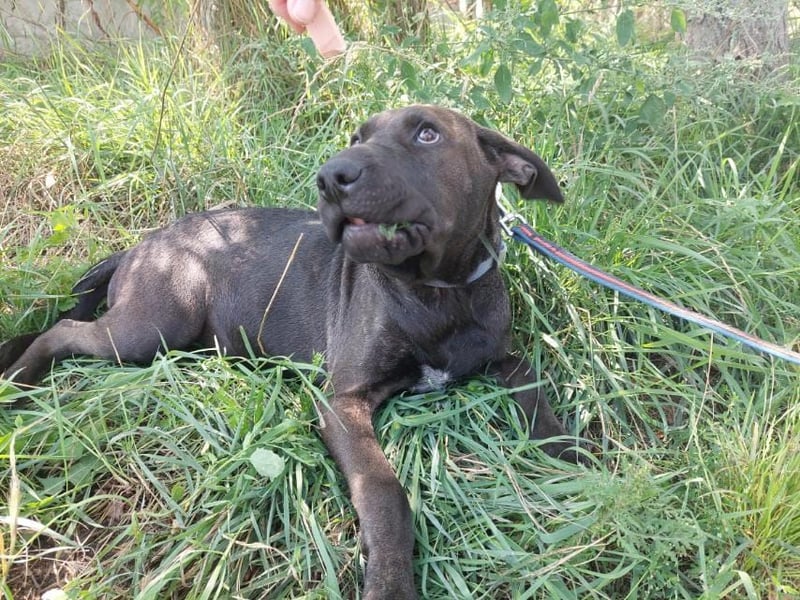 Apacs-Va – Jung, liebevoll und bereit für ihr eigenes Zuhause