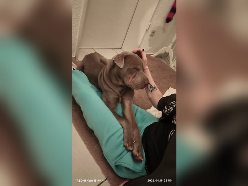 Verschmuster 1 jähriger Shar-Pei Rüde