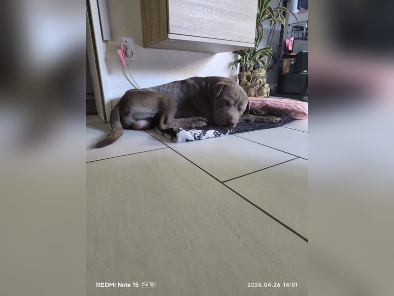 Verschmuster 1 jähriger Shar-Pei Rüde