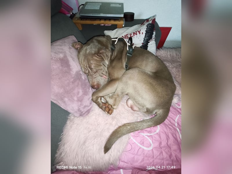 Verschmuster 1 jähriger Shar-Pei Rüde