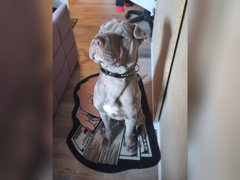 Verschmuster 1 jähriger Shar-Pei Rüde