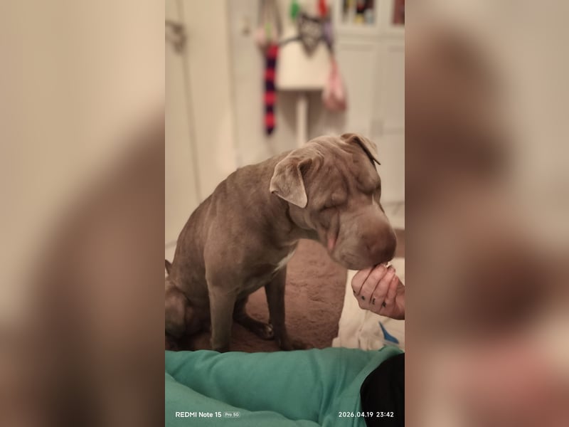 Verschmuster 1 jähriger Shar-Pei Rüde