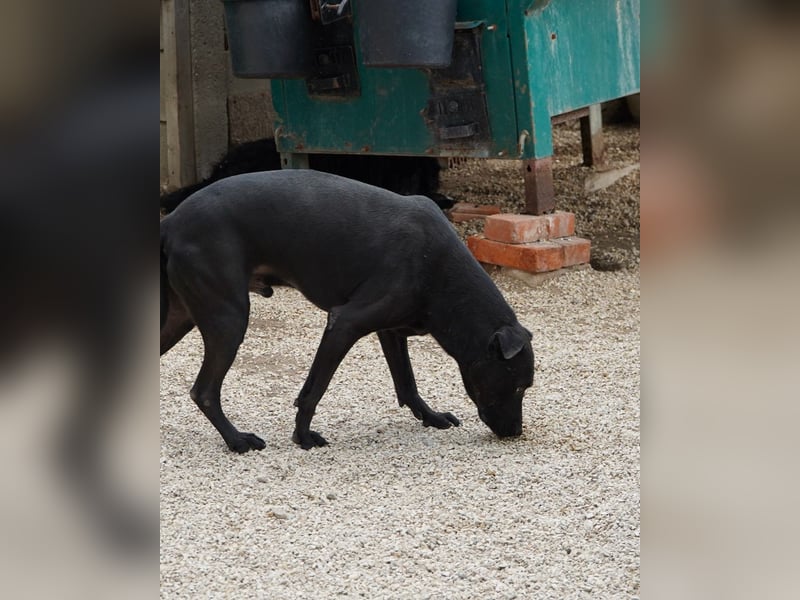 Csongor VA, zurückhaltend aber freundlich