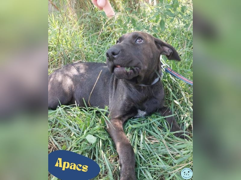 Apacs VA, kleiner Sonnenschein Apacs VA, kleiner Sonnenschein