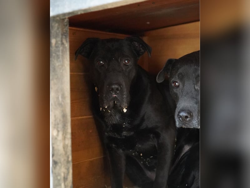 Csenge - zurückhaltend, schüchtern