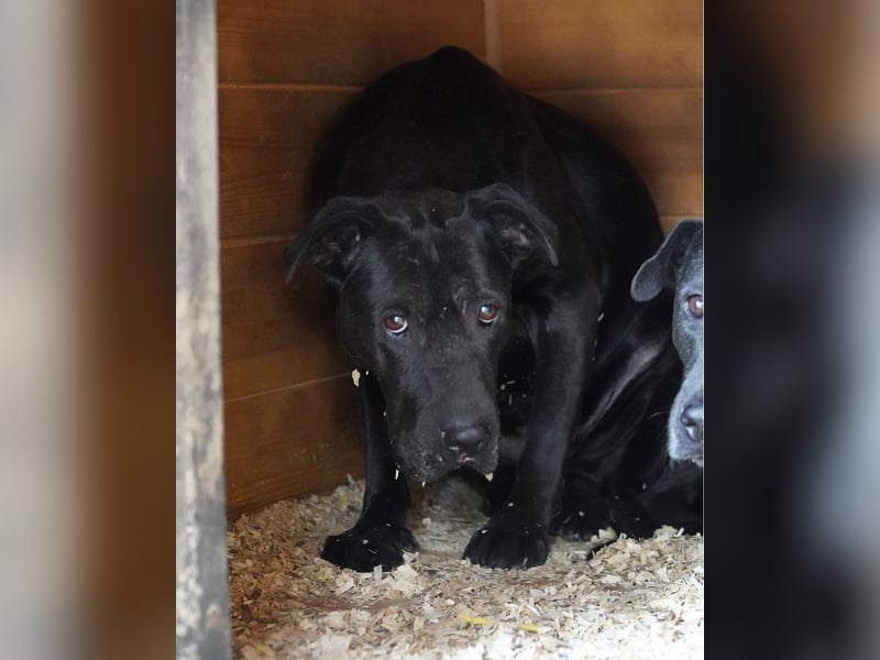 Csenge - zurückhaltend, schüchtern