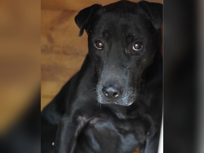 Csongor VA, zurückhaltend aber freundlich