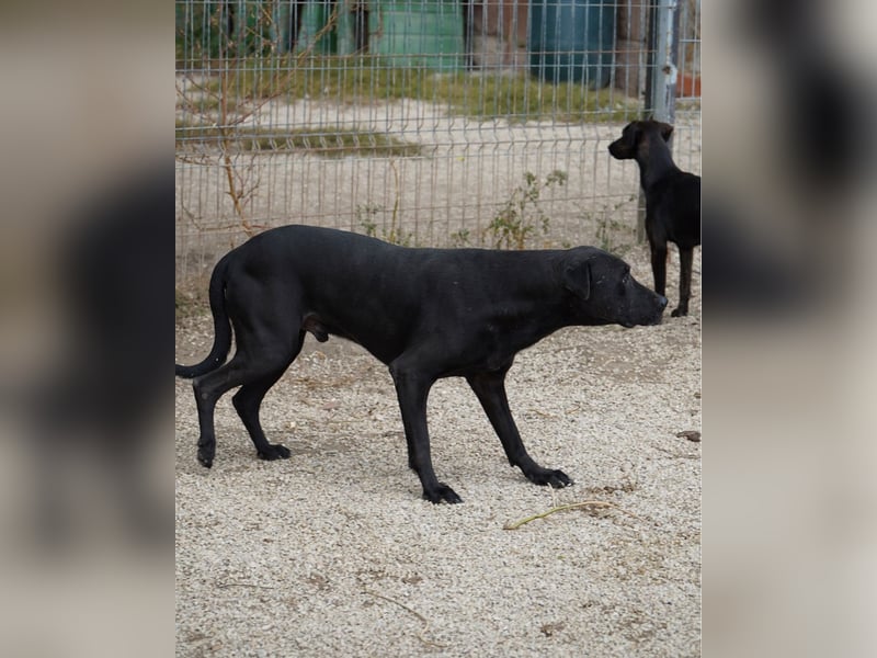 Csongor VA, zurückhaltend aber freundlich