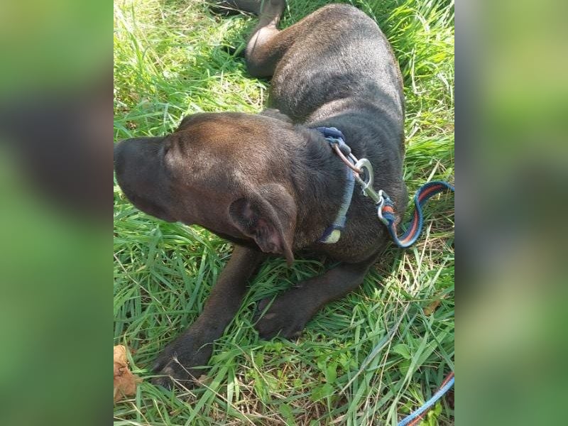 Apacs VA, kleiner Sonnenschein Apacs VA, kleiner Sonnenschein