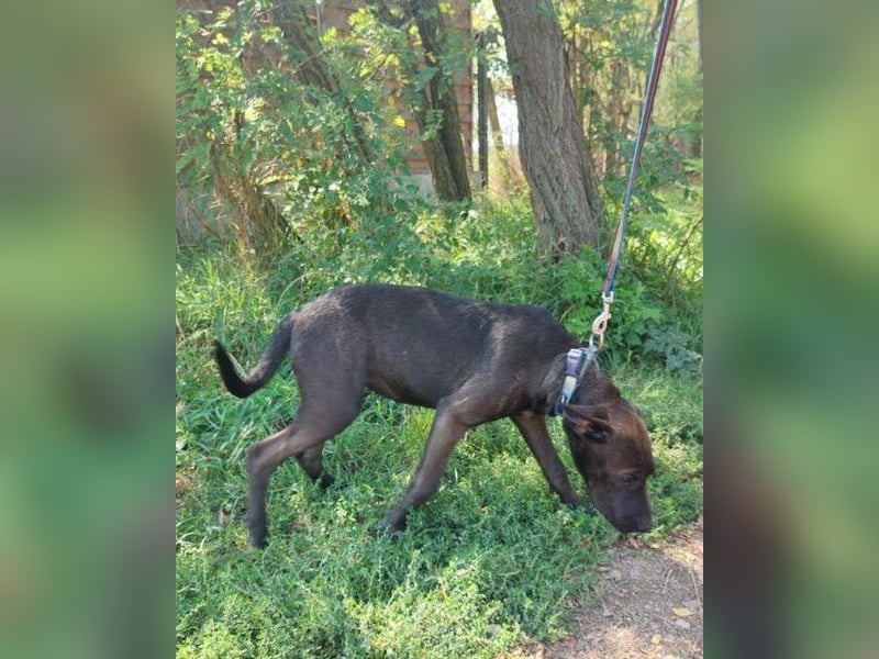 Apacs VA, kleiner Sonnenschein Apacs VA, kleiner Sonnenschein