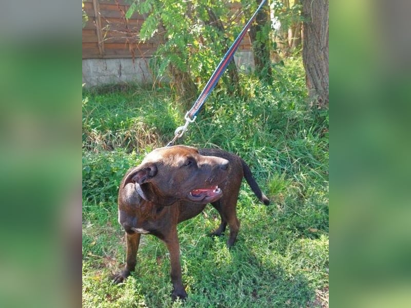 Apacs VA, kleiner Sonnenschein Apacs VA, kleiner Sonnenschein
