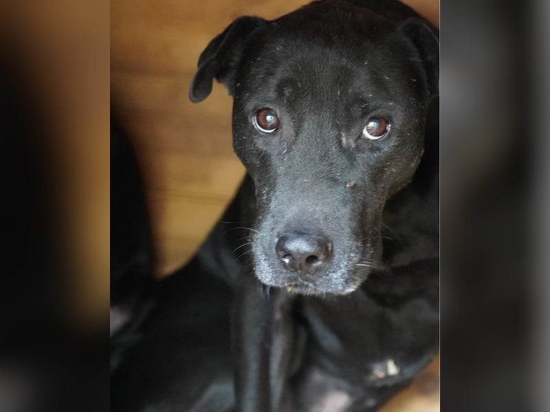 Csongor VA, zurückhaltend aber freundlich