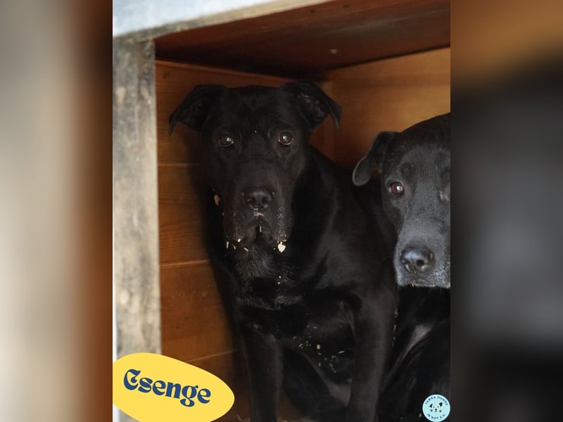 Csenge - zurückhaltend, schüchtern