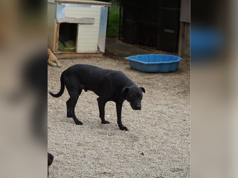 Csongor VA, zurückhaltend aber freundlich