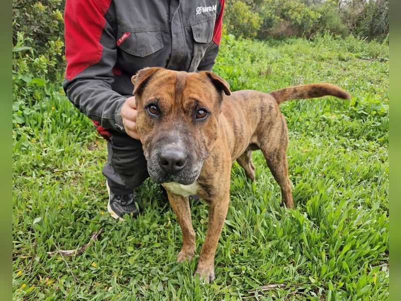 ORIK - entspannter Rüde