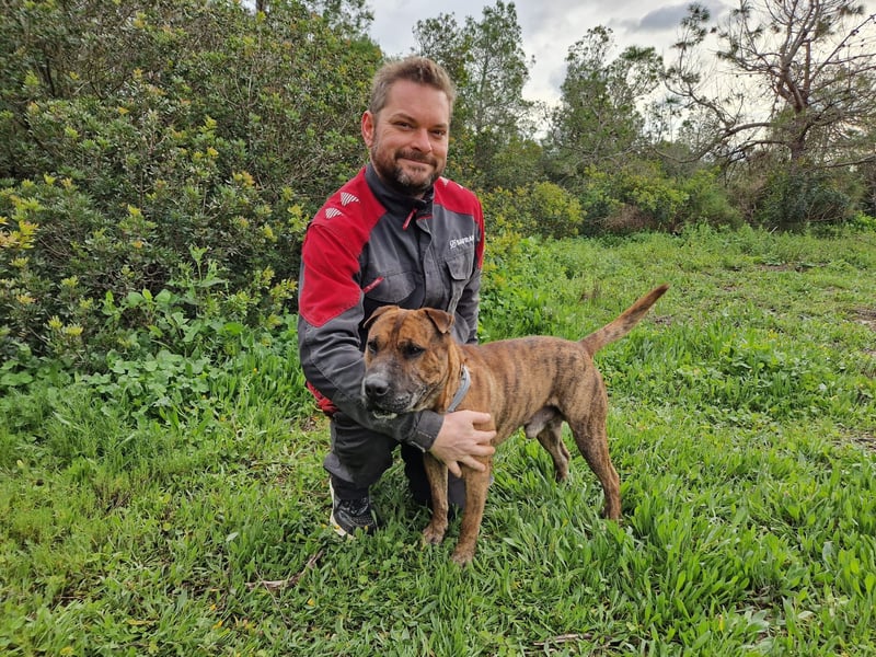 ORIK - entspannter Rüde