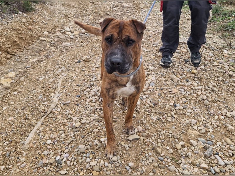 ORIK - entspannter Rüde