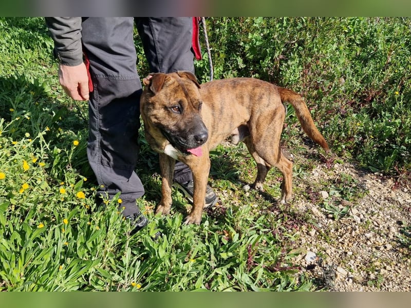 ORIK - entspannter Rüde