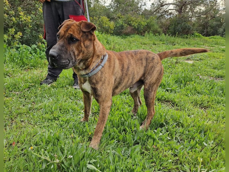 ORIK - entspannter Rüde