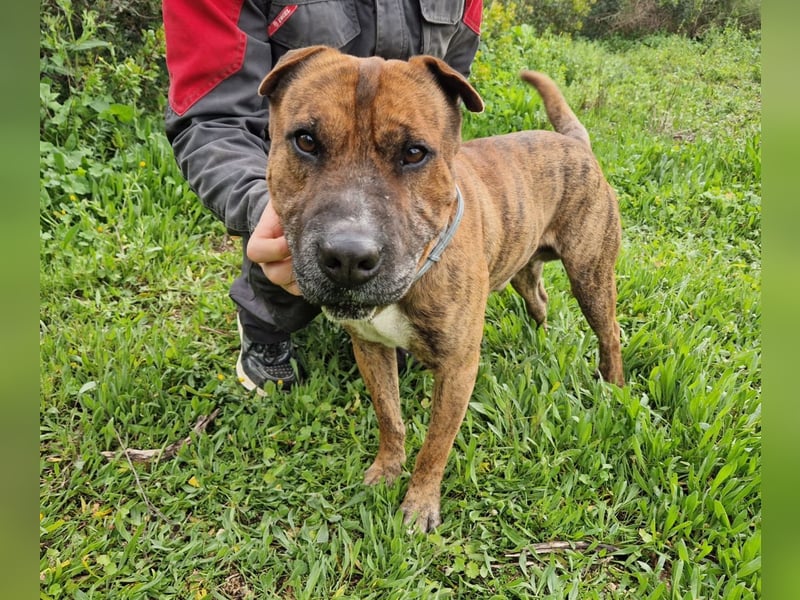 ORIK - entspannter Rüde