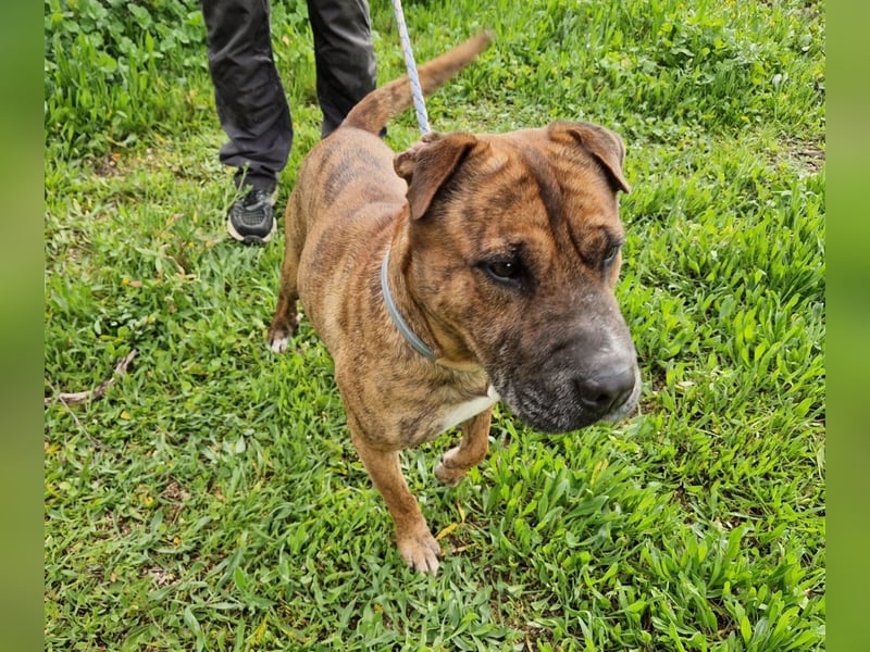 ORIK - entspannter Rüde