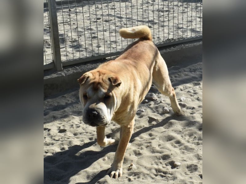 Matild - ruhige Hundedame