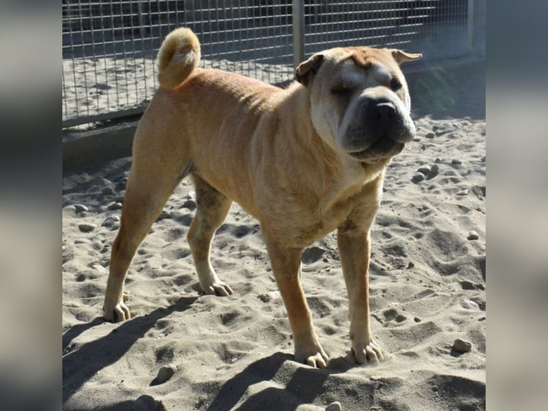 Matild - ruhige Hundedame
