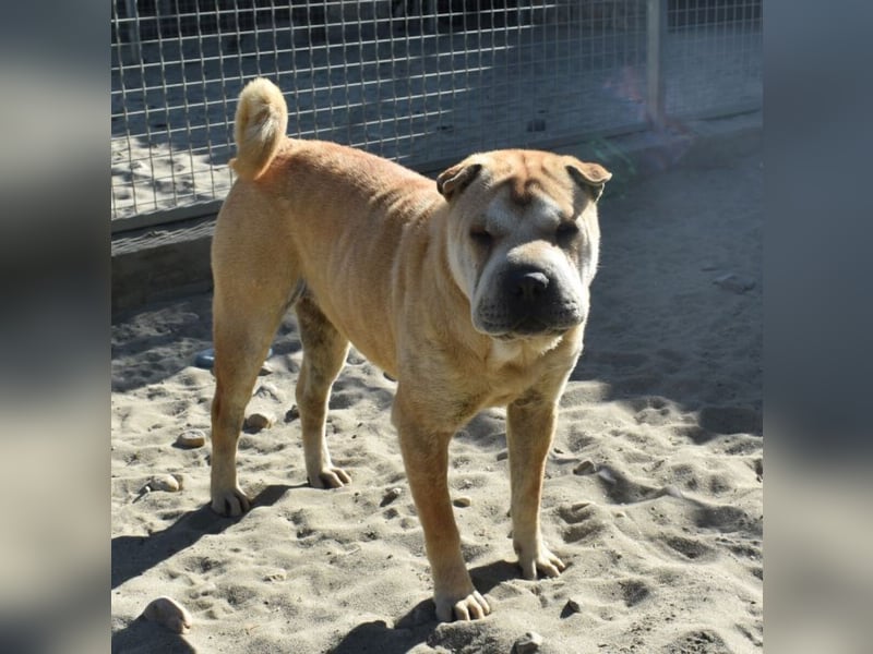 Matild - ruhige Hundedame