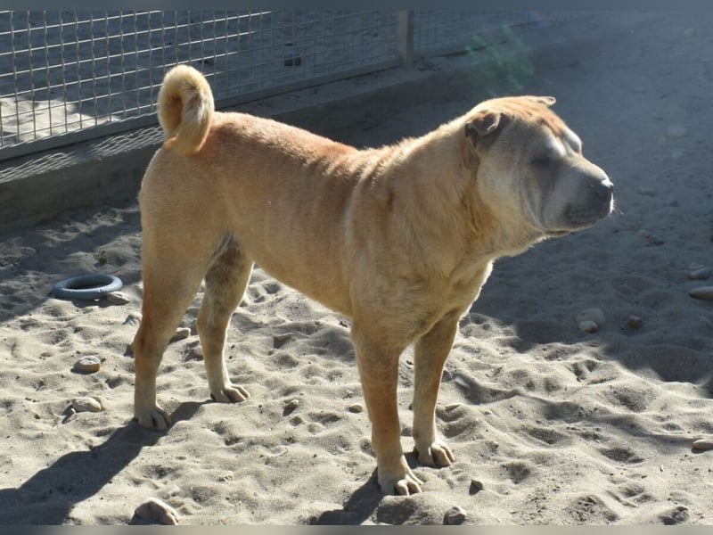 Matild - ruhige Hundedame