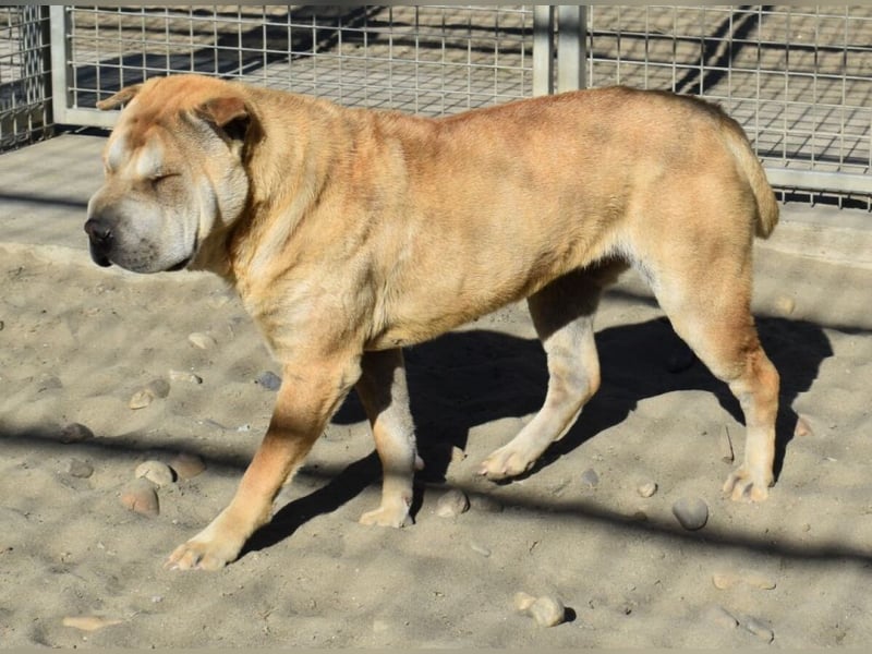 Matild - ruhige Hundedame
