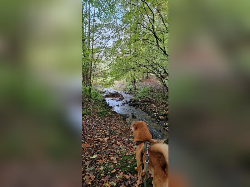Shindy – kinderfreundlicher Shar-Pei-Mix (6 Jahre) sucht liebevolles Zuhause