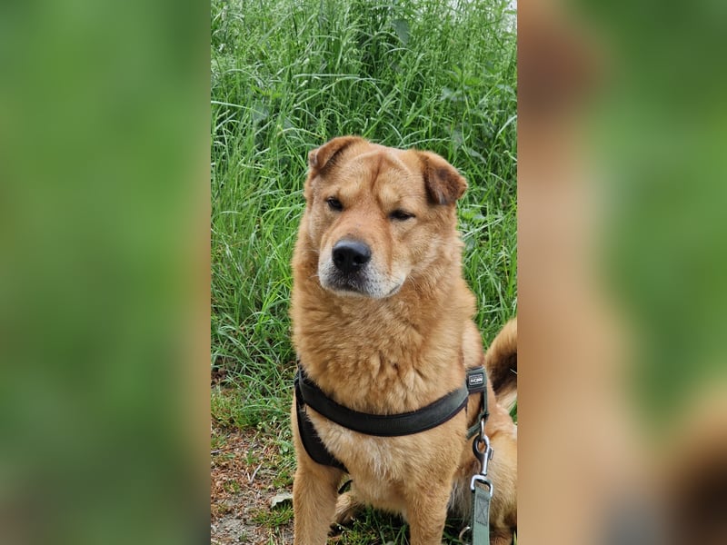 Shindy – kinderfreundlicher Shar-Pei-Mix (6 Jahre) sucht liebevolles Zuhause