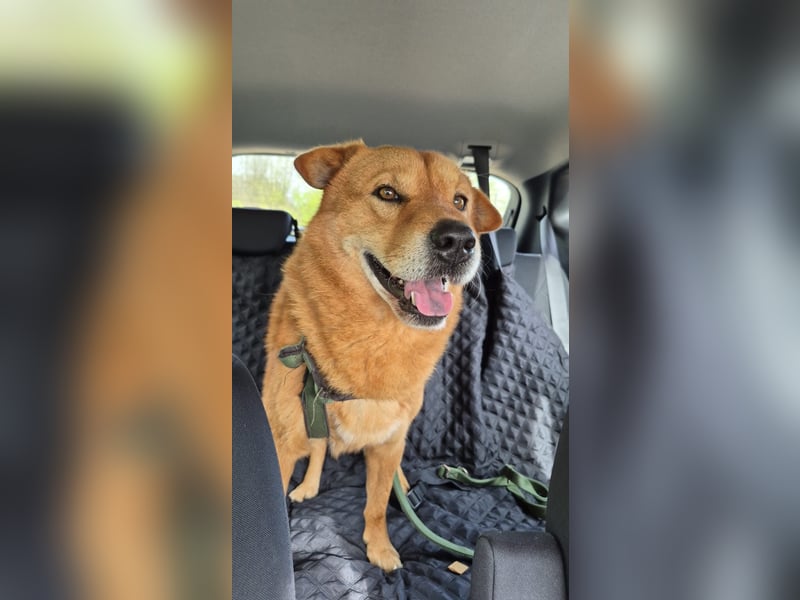 Shindy – kinderfreundlicher Shar-Pei-Mix (6 Jahre) sucht liebevolles Zuhause