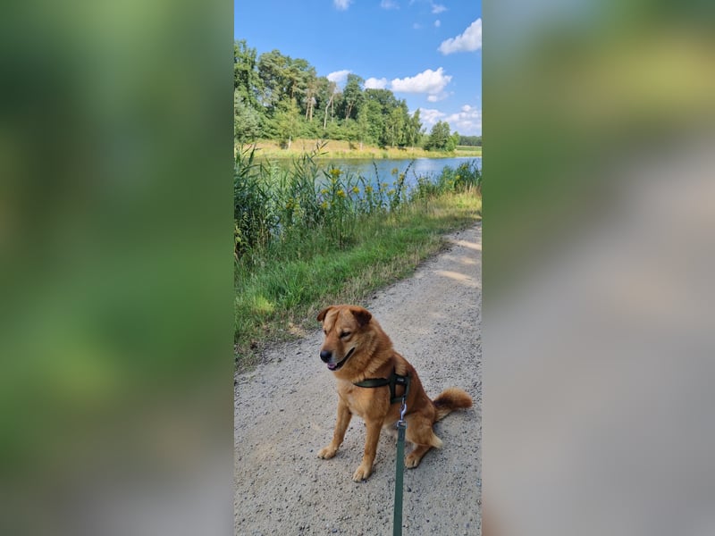 Shindy – kinderfreundlicher Shar-Pei-Mix (6 Jahre) sucht liebevolles Zuhause