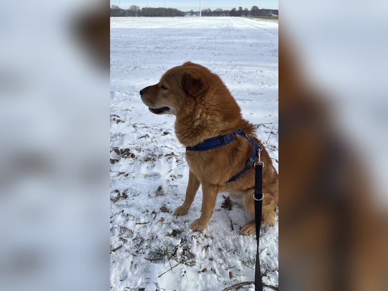 Shindy – kinderfreundlicher Shar-Pei-Mix (6 Jahre) sucht liebevolles Zuhause