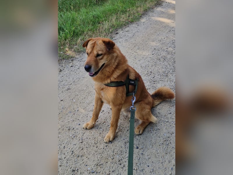 Shindy – kinderfreundlicher Shar-Pei-Mix (6 Jahre) sucht liebevolles Zuhause