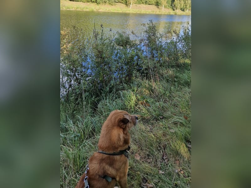 Shindy – kinderfreundlicher Shar-Pei-Mix (6 Jahre) sucht liebevolles Zuhause