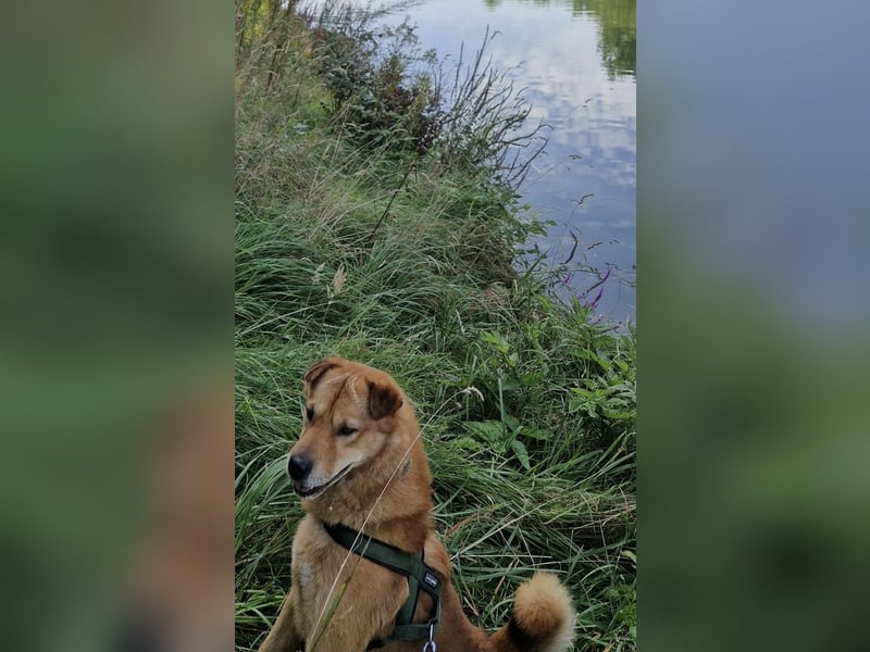 Shindy – kinderfreundlicher Shar-Pei-Mix (6 Jahre) sucht liebevolles Zuhause