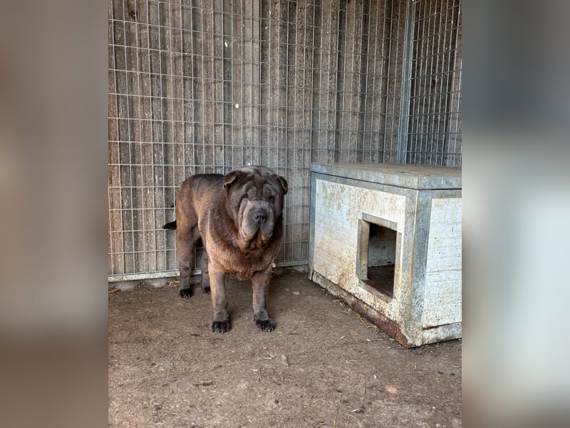 Bruno-PP – sanfter Shar-Pei-Rüde mit Herz sucht geduldige Menschen