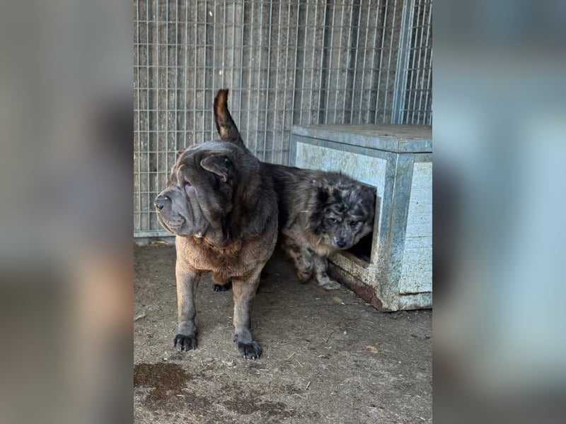 Bruno-PP – sanfter Shar-Pei-Rüde mit Herz sucht geduldige Menschen
