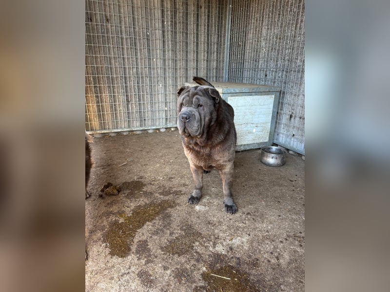 Bruno-PP – sanfter Shar-Pei-Rüde mit Herz sucht geduldige Menschen