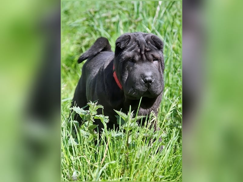 Viktor, ein großer Schatz mit kleinem Dickkopf