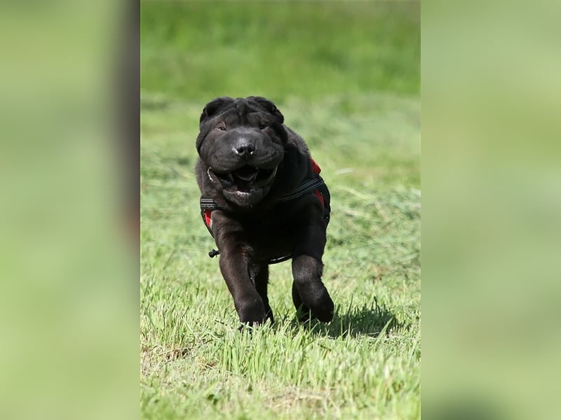 Viktor, ein großer Schatz mit kleinem Dickkopf