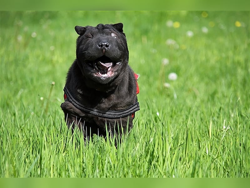 Viktor, ein großer Schatz mit kleinem Dickkopf