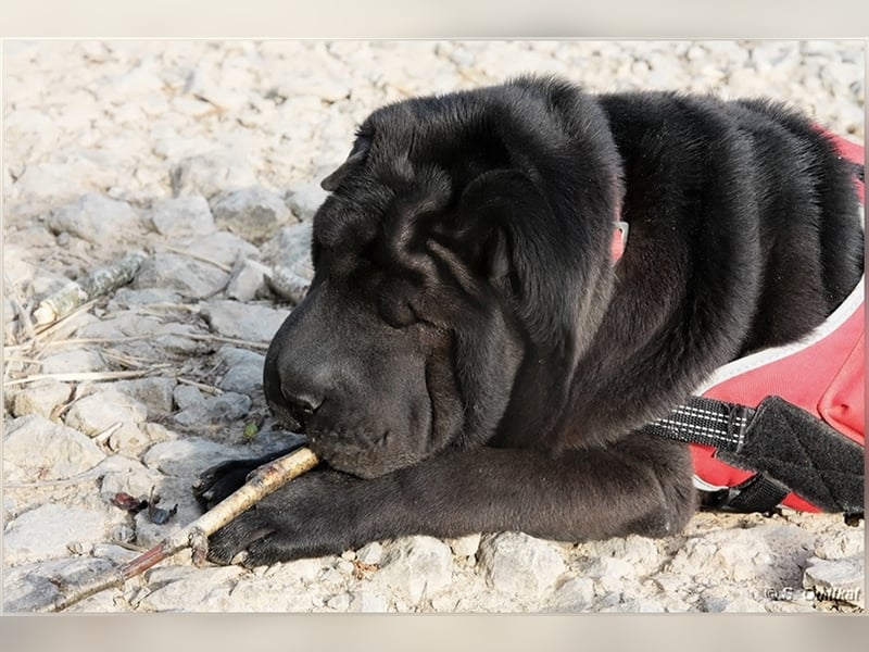 Viktor, ein großer Schatz mit kleinem Dickkopf
