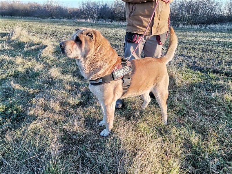 Maci, Charmeur sucht Wegbegleiter