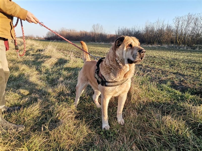 Maci, Charmeur sucht Wegbegleiter