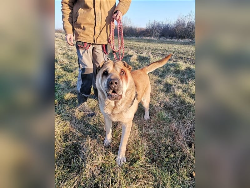 Maci, Charmeur sucht Wegbegleiter